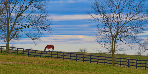 Thoroughbred horse grazing in a field.