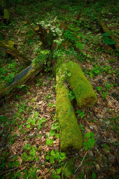 Μος Καλυμμένος Κορμός Στο Έδαφος Του Δάσους — Φωτογραφία Αρχείου