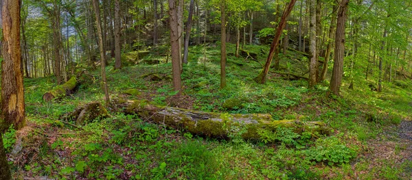 Panorome Rondins Couverts Mousse Posés Sur Mousse Forestière Dans Forêt — Photo