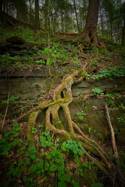 주변에 커다란 나무뿌리 — 스톡 사진