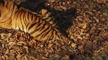 Güzel amur veya ussuri kaplan Primorsky Safari park, Rusya'da yalan söylüyor
