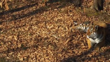 Güzel amur veya ussuri kaplan Primorsky Safari park, Rusya'da yalan söylüyor