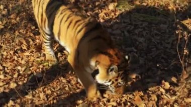 Ussuri kaplan Primorsky Safari park, Rusya'da kurutulmuş yaprakları bir şey arar