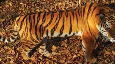 Güzel amur kaplanı birine benziyor. Primorsky Safari park, Rusya Federasyonu