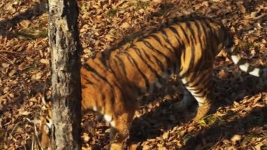 Ussuri kaplan Primorsky Safari park, Rusya'da kurutulmuş yaprakları bir şey arar