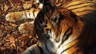 Yalan ve kendini yıkama amur kaplanı portresi. Primorsky Safari park, Rusya Federasyonu