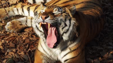 Amur kaplanı esner ve kendini yıkar. Primorsky Safari park, Rusya Federasyonu