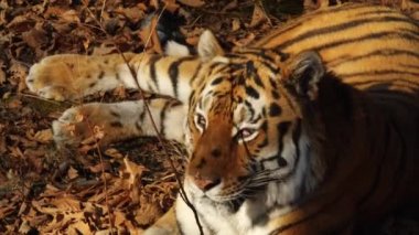 Kurutulmuş Yapraklar yalan amur kaplanı portresi kapatın. Primorsky Safari park, Rusya Federasyonu
