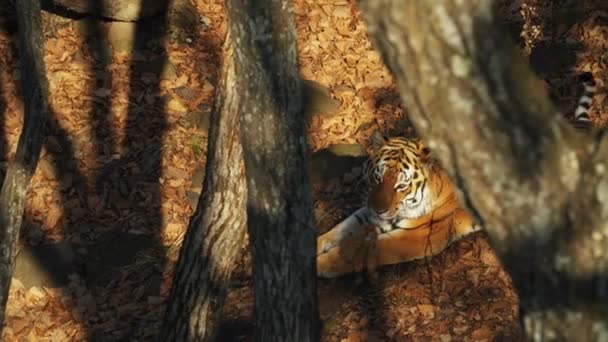 Beautiful amur or ussuri tiger is lying in Primorsky Safari park, Russia — Stock Video