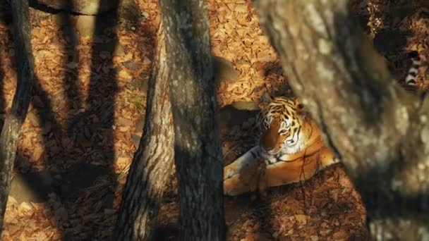 Belo amur ou tigre ussuri está deitado no parque Primorsky Safari, Rússia — Vídeo de Stock