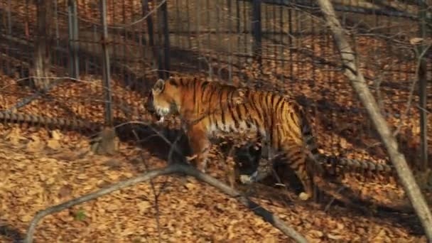Amur or ussuri tiger is walking in Primorsky Safari park, Russia — Stock Video