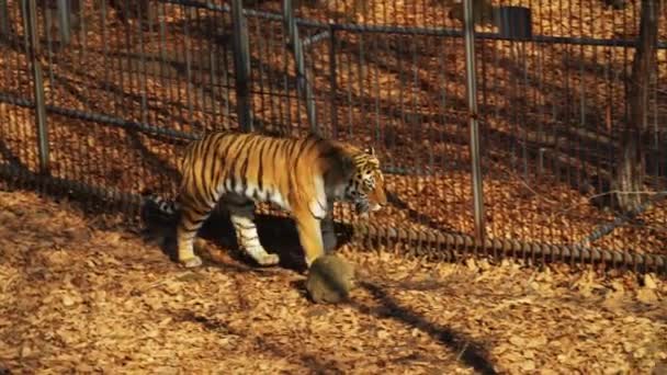 Amur or ussuri tiger is walking in Primorsky Safari park, Russia — Stock Footage Amur or ussuri tiger is walking in Primorsky Safari park, Russia Stock Footage