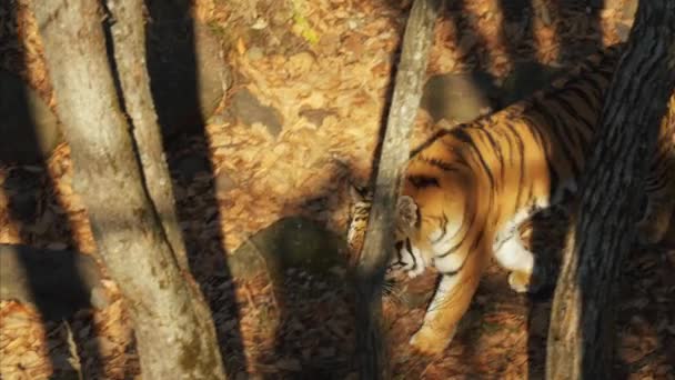 Grande amur ou tigre ussuri está andando no parque Primorsky Safari, Rússia — Vídeo de Stock