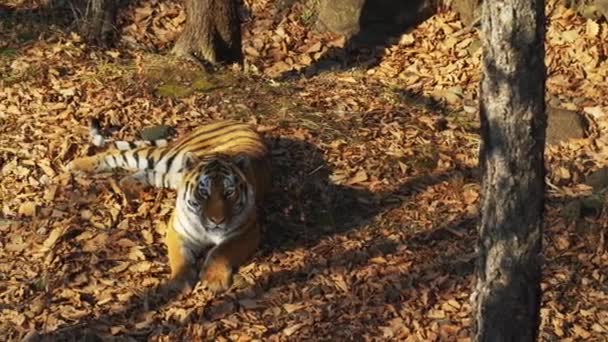 Όμορφης τίγρη amur ή ussuri είναι ξαπλωμένη στο πάρκο σαφάρι Primorsky, Ρωσία — Αρχείο Βίντεο