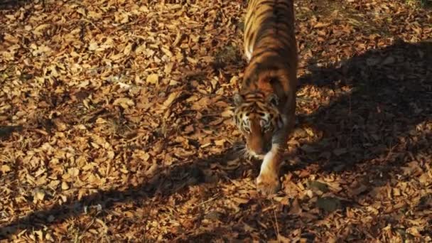 Ussuri tigre cherche quelque chose dans les feuilles séchées dans Primorsky Safari parc, Russie — Video