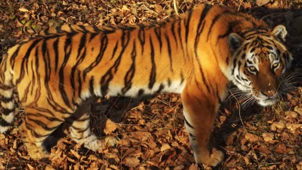 Belo tigre amur olha para alguém. Parque Primorsky Safari, Rússia — Vídeo de Stock