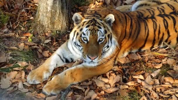 Belo tigre amur mente e olha para alguém. Parque Primorsky Safari, Rússia — Vídeo de Stock