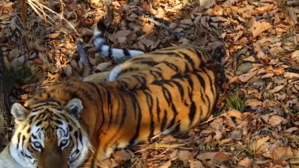 Belo amur ou tigre ussuri está deitado no parque Primorsky Safari, Rússia — Vídeo de Stock