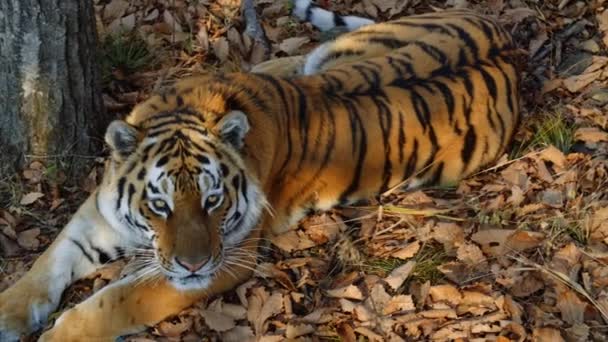 Mooie amur tijger ligt en kijkt naar iemand. Safaripark Primorski, Rusland — Stockvideo