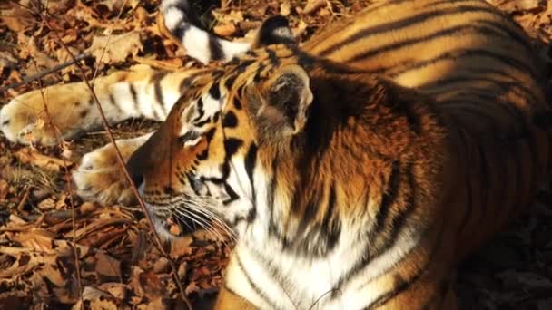 Retrato cercano de tigre de amur acostado sobre hojas secas. Primorsky Safari park, Rusia — Vídeo de stock