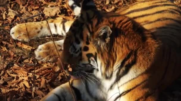 Porträtt av amur tiger liggande och tvätta sig själv. Primorsky Safari park, Ryssland — Stockvideo