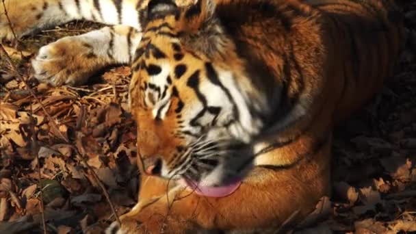 Portrait of amur tiger lying and washing itself. Primorsky Safari park, Russia — Stock Video