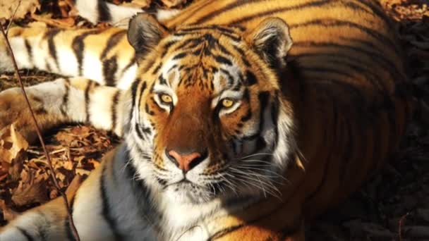 Hermoso tigre amur miente y mira a alguien. Primorsky Safari park, Rusia — Vídeo de stock