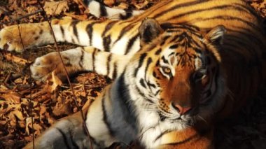 Kurutulmuş Yapraklar yalan amur kaplanı portresi kapatın. Primorsky Safari park, Rusya Federasyonu