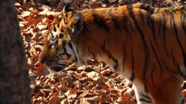 Amur kaplanı birine bakar ve onun dudaklarını yalıyor. Primorsky Safari park, Rusya Federasyonu