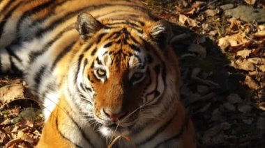 Kurutulmuş Yapraklar yalan amur kaplanı portresi kapatın. Primorsky Safari park, Rusya Federasyonu