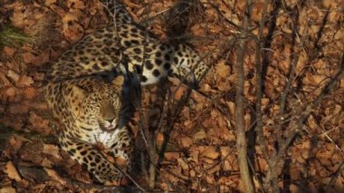 Şaşırtıcı amur leoparı Primorsky Safari Park, Rusya'da kurutulmuş yaprakları yatıyor