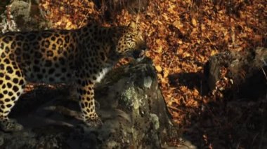 Güzel amur leoparı birine bakar ve onun dudaklarını yalıyor. Safari Park, Rusya Federasyonu