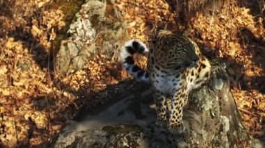 Şaşırtıcı ama nadir amur leoparı Primorsky Safari Park, Rusya