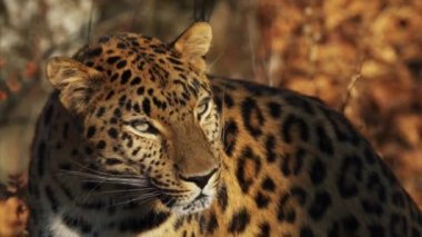 Güzel nadir amur leoparı Primorsky Safari Park, Rusya'nın portresi