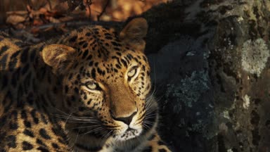 Güzel nadir amur leoparı Primorsky Safari Park, Rusya'nın portresi
