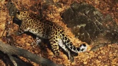 Nadir amur leoparı Primorsky Safari Park, Rusya'da bir şey arıyor