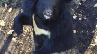 Himalaya siyah ayı ayakta hind portresi paws. Safari Park, Rusya Federasyonu