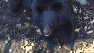Şirin Himalaya siyah ayı Primorsky Safari Park, Rusya'nın portresi