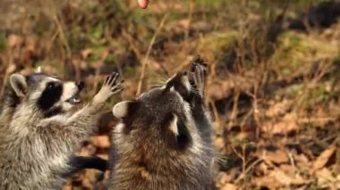 Şirin Rakun zookeeper Primorsky Safari Park, Rusya'da fındık almak