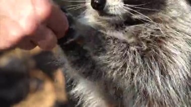 Şirin Rakun zookeeper Safari Park, Rusya'da fındık alarak yakın portresi