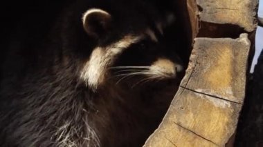 Şirin Kuzey Amerika racoon Primorsky Safari Park, Rusya yakın portresi