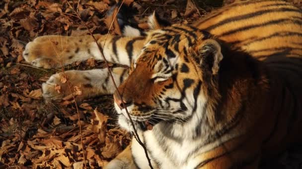 Portrait rapproché de tigre d'amur couché sur des feuilles séchées. Parc Primorsky Safari, Russie — Video