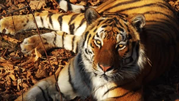 Retrato cercano de tigre de amur acostado sobre hojas secas. Primorsky Safari park, Rusia — Vídeo de stock