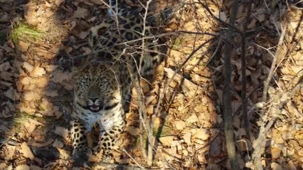 Incrível leopardo amur está deitado em folhas secas em Primorsky Safari Park, Rússia — Vídeo de Stock