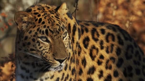Портрет прекрасного редкого леопарда в Приморском сафари-парке, Россия — стоковое видео
