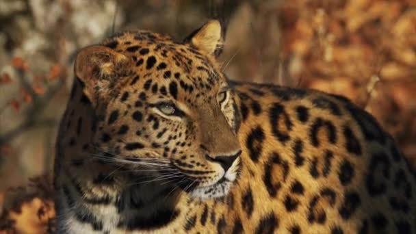 Porträt eines wunderschönen seltenen Amur-Leoparden im Primorsky Safari Park, Russland — Stockvideo