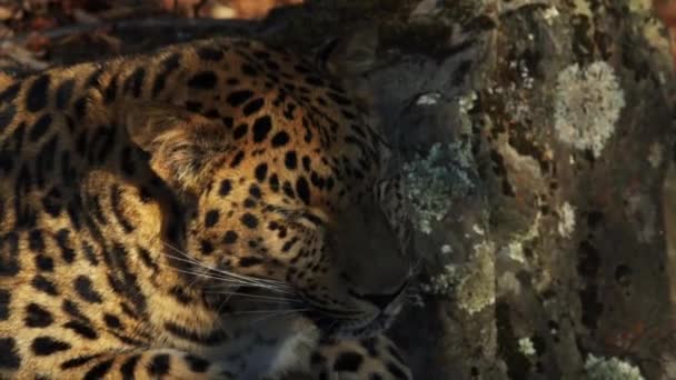 Retrato de hermoso leopardo de amur raro en Primorsky Safari Park, Rusia — Vídeos de Stock