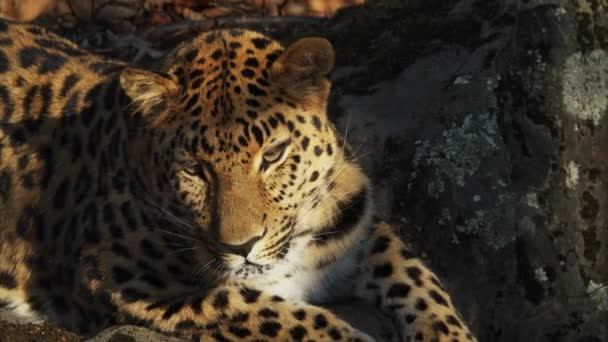 Porträt eines wunderschönen seltenen Amur-Leoparden im Primorsky Safari Park, Russland — Stockvideo