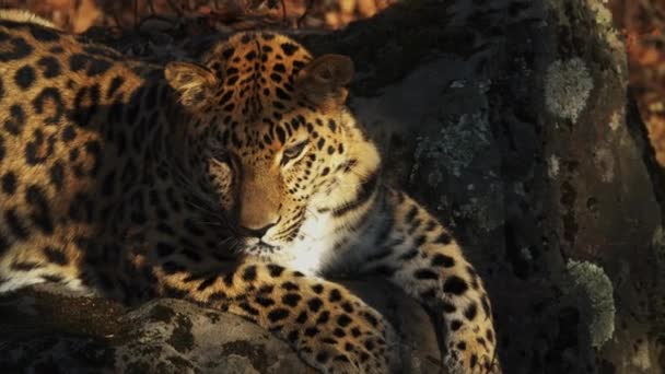 Portret piękne rzadkie amur leopard w Primorsky Safari Park, Federacja Rosyjska — Wideo stockowe