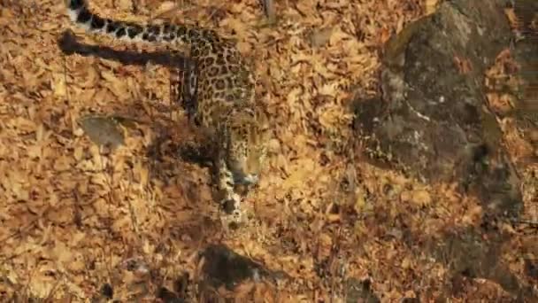 Belo leopardo amur raro está andando no Parque Primorsky Safari, Rússia — Vídeo de Stock